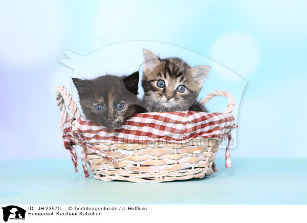 Europisch Kurzhaar Ktzchen / JH-23970