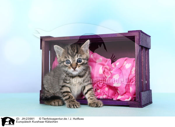 Europisch Kurzhaar Ktzchen / European Shorthair Kitten / JH-23981