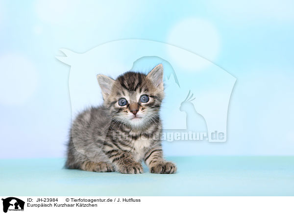 Europisch Kurzhaar Ktzchen / European Shorthair Kitten / JH-23984