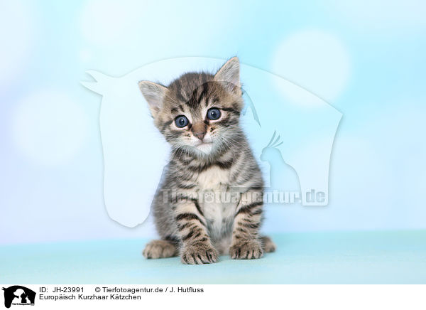 Europisch Kurzhaar Ktzchen / JH-23991