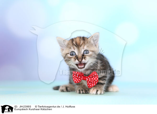 Europisch Kurzhaar Ktzchen / European Shorthair Kitten / JH-23993