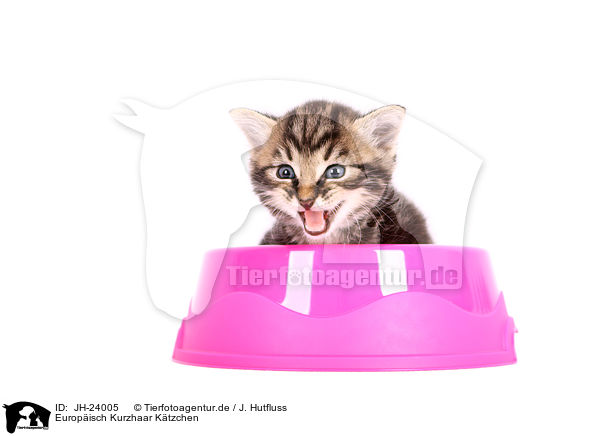 Europisch Kurzhaar Ktzchen / European Shorthair Kitten / JH-24005