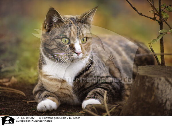 Europisch Kurzhaar Katze / European Shorthair Cat / DS-01002