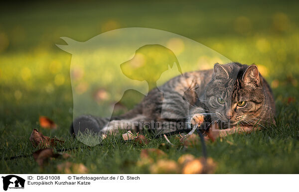 Europisch Kurzhaar Katze / European Shorthair Cat / DS-01008