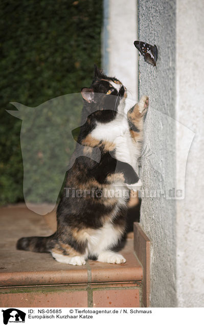 Europisch Kurzhaar Katze / European Shorthair Cat / NS-05685