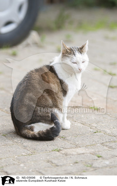 sitzende Europisch Kurzhaar Katze / sitting European Shorthair Cat / NS-05696