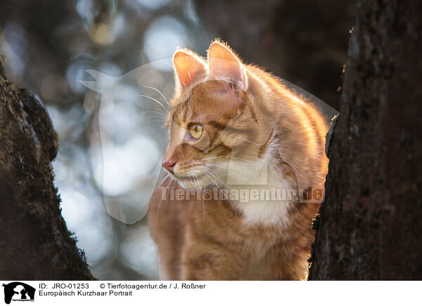 Europisch Kurzhaar Portrait / European Shorthair Portrait / JRO-01253