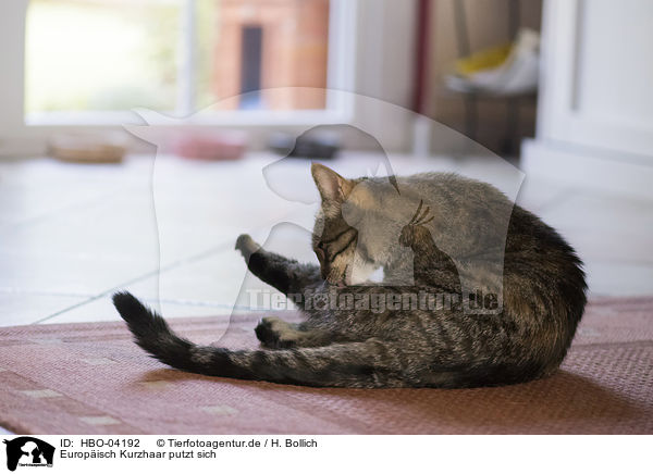 Europisch Kurzhaar putzt sich / European Shorthair is cleaning itself / HBO-04192