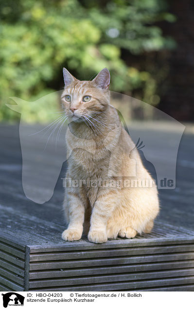 sitzende Europisch Kurzhaar / sitting European Shorthair / HBO-04203