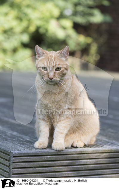 sitzende Europisch Kurzhaar / sitting European Shorthair / HBO-04204