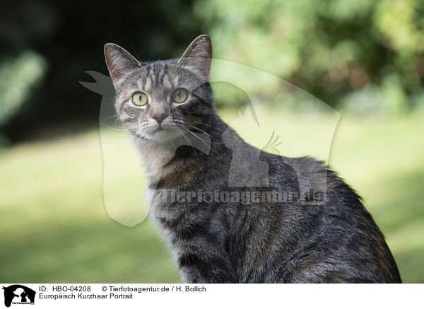 Europisch Kurzhaar Portrait / European Shorthair Portrait / HBO-04208
