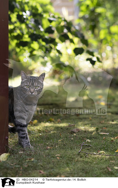 Europisch Kurzhaar / HBO-04214