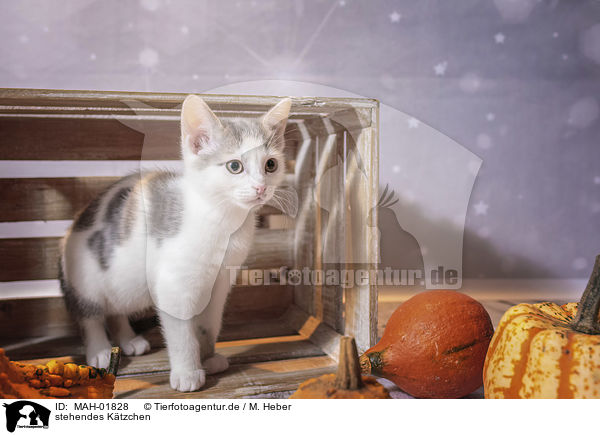 stehendes Ktzchen / standing Kitten / MAH-01828