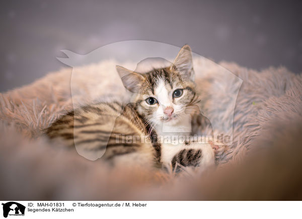 liegendes Ktzchen / lying Kitten / MAH-01831