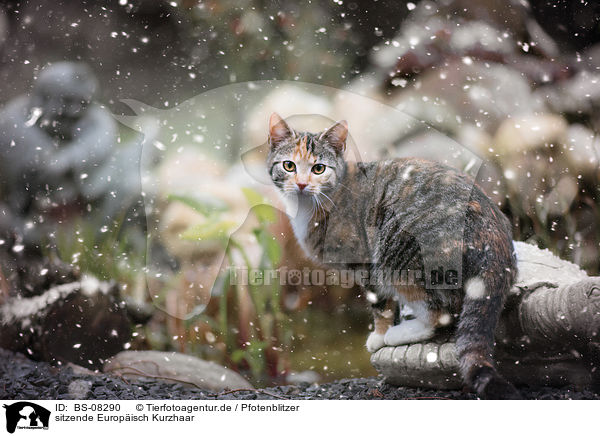 sitzende Europisch Kurzhaar / BS-08290