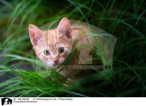 Europisch Kurzhaar / European Shorthair / BS-08400