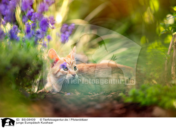 junge Europisch Kurzhaar / young European Shorthair / BS-08409