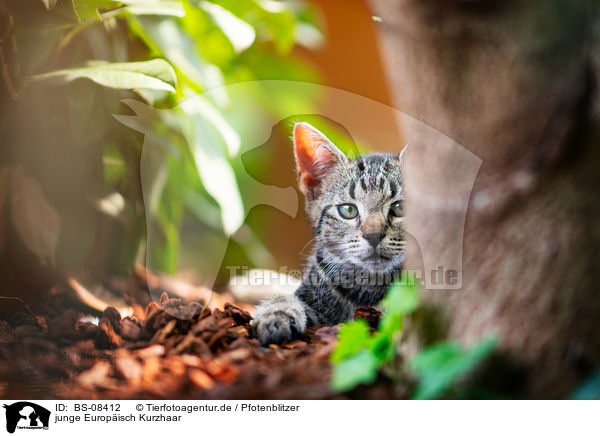 junge Europisch Kurzhaar / young European Shorthair / BS-08412