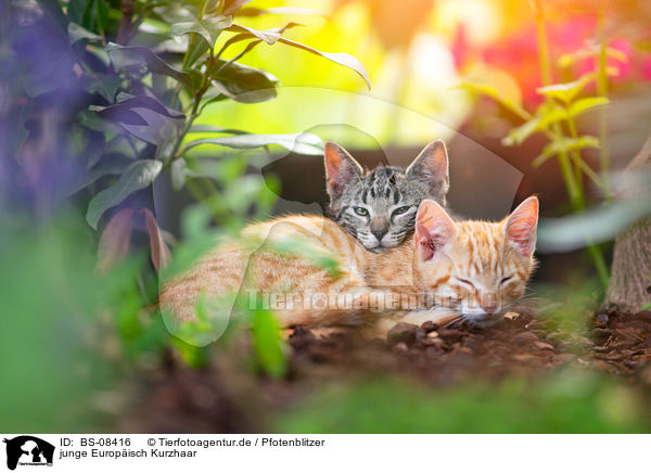 junge Europisch Kurzhaar / young European Shorthair / BS-08416
