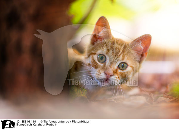Europisch Kurzhaar Portrait / European Shorthair portrait / BS-08419