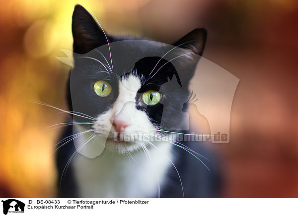 Europisch Kurzhaar Portrait / BS-08433