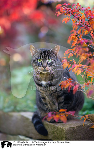 sitzende Europisch Kurzhaar / BS-08434