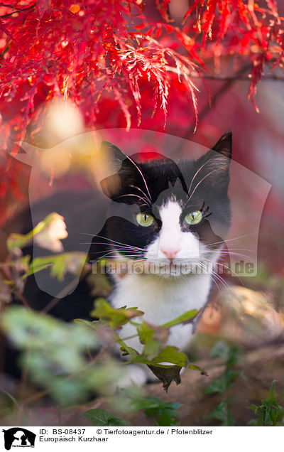 Europisch Kurzhaar / BS-08437