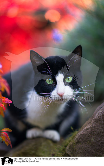 Europisch Kurzhaar / BS-08439