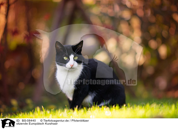 sitzende Europisch Kurzhaar / BS-08440