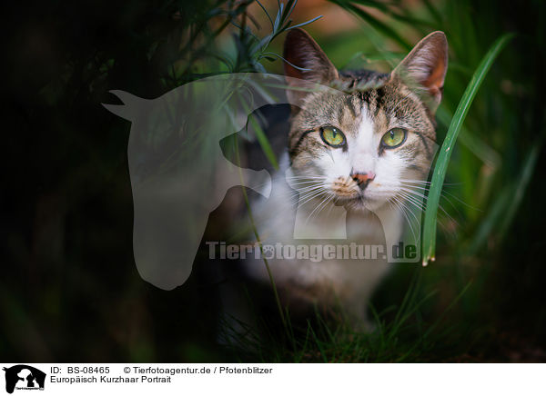 Europisch Kurzhaar Portrait / BS-08465