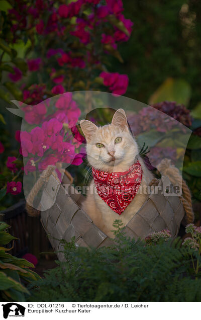 Europisch Kurzhaar Kater / European Shorthair tomcat / DOL-01216