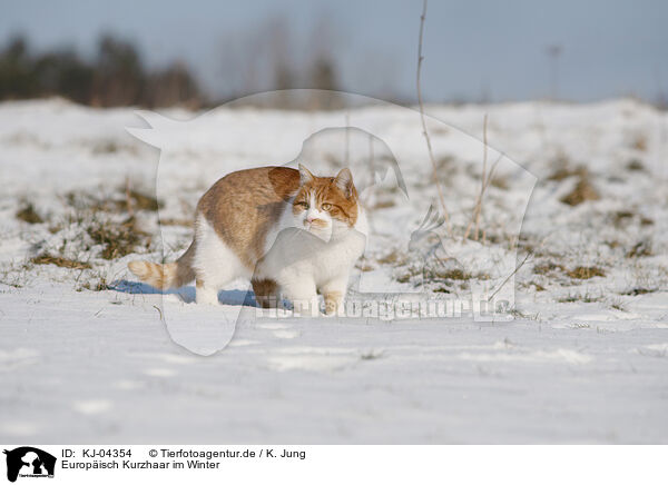 Europisch Kurzhaar im Winter / European Shorthair in winter / KJ-04354