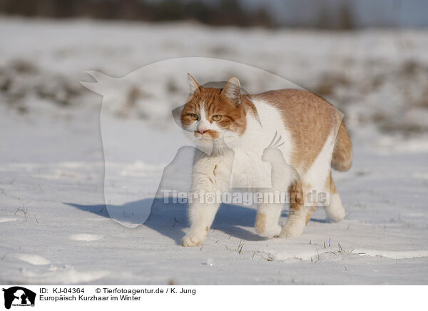 Europisch Kurzhaar im Winter / European Shorthair in winter / KJ-04364