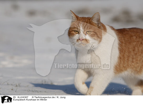 Europisch Kurzhaar im Winter / European Shorthair in winter / KJ-04367