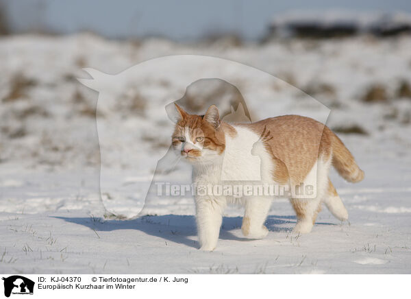 Europisch Kurzhaar im Winter / European Shorthair in winter / KJ-04370