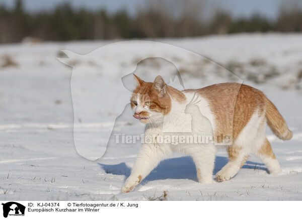 Europisch Kurzhaar im Winter / KJ-04374