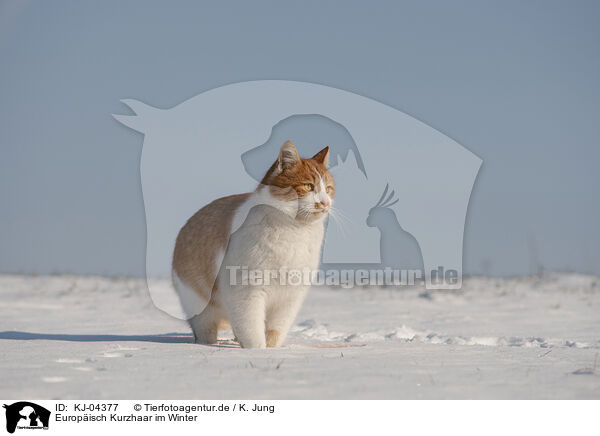 Europisch Kurzhaar im Winter / European Shorthair in winter / KJ-04377