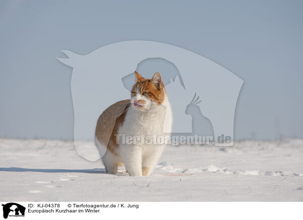 Europisch Kurzhaar im Winter / European Shorthair in winter / KJ-04378