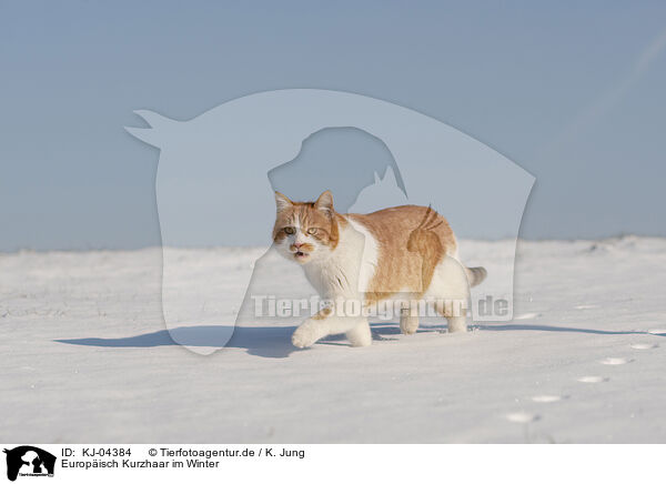 Europisch Kurzhaar im Winter / European Shorthair in winter / KJ-04384