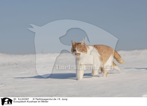 Europisch Kurzhaar im Winter / KJ-04387