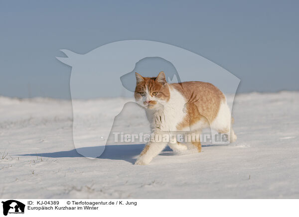 Europisch Kurzhaar im Winter / European Shorthair in winter / KJ-04389