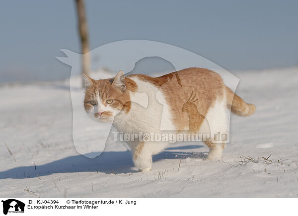 Europisch Kurzhaar im Winter / European Shorthair in winter / KJ-04394