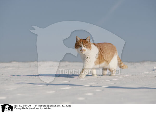 Europisch Kurzhaar im Winter / European Shorthair in winter / KJ-04400