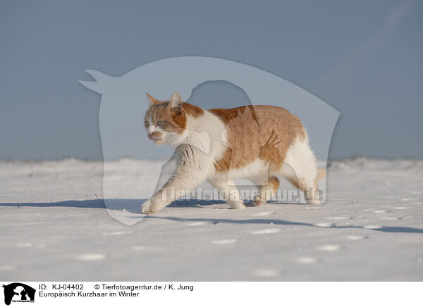 Europisch Kurzhaar im Winter / European Shorthair in winter / KJ-04402