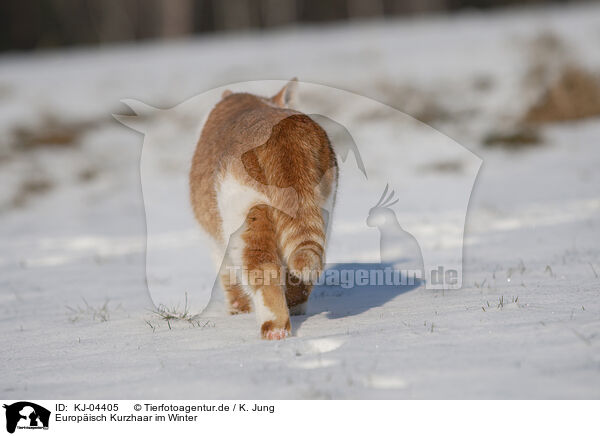 Europisch Kurzhaar im Winter / KJ-04405