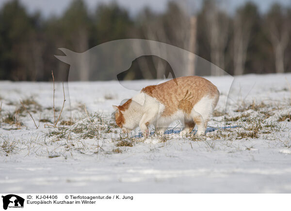 Europisch Kurzhaar im Winter / European Shorthair in winter / KJ-04406