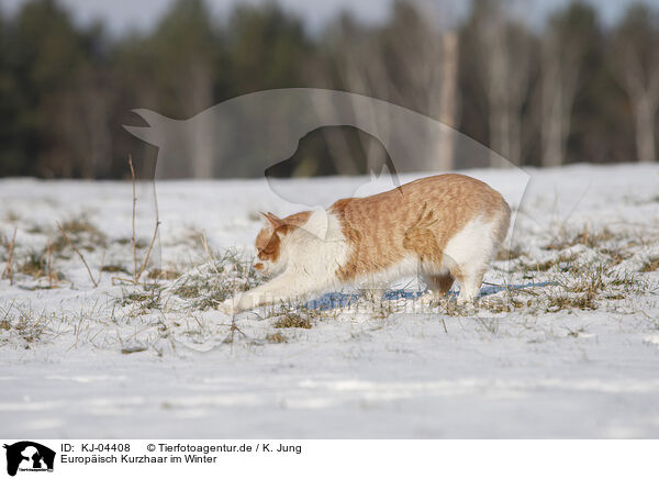 Europ�isch Kurzhaar im Winter / European Shorthair in winter / KJ-04408
