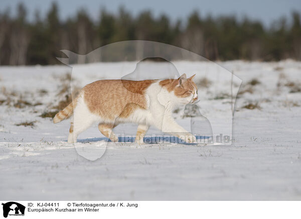 Europisch Kurzhaar im Winter / European Shorthair in winter / KJ-04411