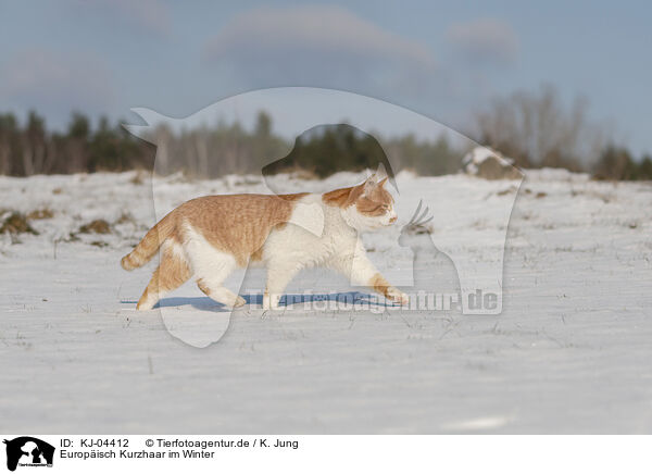 Europisch Kurzhaar im Winter / European Shorthair in winter / KJ-04412