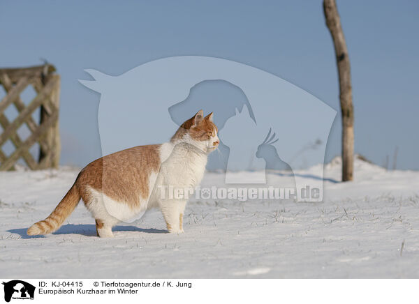 Europisch Kurzhaar im Winter / European Shorthair in winter / KJ-04415